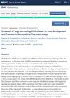 Screened of Long Non-Coding RNA Related to Wool Development and Fineness in Gansu Alpine Fine-Wool Sheep
