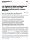The Crosstalk of Monocyte-Neutrophil in Hair Follicles Regulates Neutrophil Transepidermal Migration in Contact Dermatitis