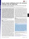 Keratin Network Modifications Lead to the Mechanical Stiffening of the Hair Follicle Fiber