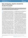 Stem Cell Dynamics, Migration, and Plasticity During Wound Healing
