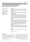 Histological and Immunohistochemical Examination of the Effect of the Nonsteroidal Antiandrogen Flutamide on Some Organs of the Male Reproductive System in Albino Rats
