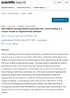 Hair Follicle Transplantation Promotes Skin Ulcer Healing in a Mouse Model of Experimental Diabetes