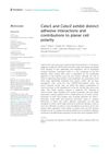 Celsr1 And Celsr2 Exhibit Distinct Adhesive Interactions And Contributions To Planar Cell Polarity