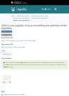 Sox9 as a Key Regulator of Tissue Remodeling and Epithelial Cell Fate Transitions