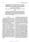 Degradation Of Human Hair By Papain