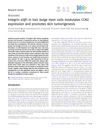 Integrin α3β1 in Hair Bulge Stem Cells Modulates CCN2 Expression and Promotes Skin Tumorigenesis