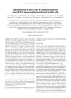Identification of Ultraviolet B Radiation-Induced MicroRNAs in Normal Human Dermal Papilla Cells