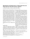 Morphology and Ultrastructure of Antler Velvet Hair and Body Hair from Red Deer (Cervus elaphus)