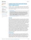 Cellular Basis of Accelerated Whole-Tooth Regeneration