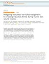 Hedgehog Stimulates Hair Follicle Neogenesis by Creating Inductive Dermis During Murine Skin Wound Healing