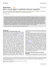 P63: A Crucial Player In Epithelial Stemness Regulation