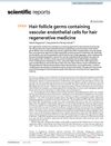 Hair Follicle Germs Containing Vascular Endothelial Cells for Hair Regenerative Medicine