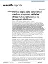 Dermal Papilla Cells-Conditioned Medium Attenuates Oxidative Stress-Induced Senescence Via Ferroptosis Inhibition