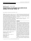 Intragenic Deletion in the Desmoglein 4 Gene Underlies the Skin Phenotype in the Iffa Credo Hairless Rat