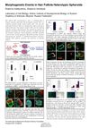 Morphogenetic Events in Hair Follicle Heterotypic Spheroids