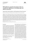 DHT Deficiency Perturbs the Integrity of the Rat Seminiferous Epithelium by Disrupting Tight and Adherens Junctions