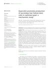Quercetin Promotes Production of Secondary Hair Follicle Stem Cells in Cashmere Goat: A Mechanistic Study