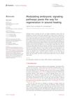 Modulating Embryonic Signaling Pathways Paves the Way for Regeneration in Wound Healing