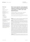 Skin Transcriptomic and Selection Signature Analyses Identify ASIP as a Key Gene in Cattle Coat Color Determination