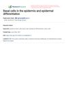 Basal Cells in the Epidermis and Epidermal Differentiation