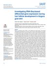 Investigating RNA-Seq-Based Differential Gene Expression During Hair Follicle Development in Angora Goat Skin
