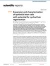 Expansion And Characterization Of Epithelial Stem Cells With Potential For Cyclical Hair Regeneration