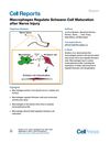 Macrophages Regulate Schwann Cell Maturation After Nerve Injury