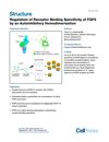 Regulation of Receptor Binding Specificity of FGF9 by an Autoinhibitory Homodimerization