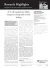 Research Highlights: Gamma Delta T Cells Regulate Hair Follicle Neogenesis During Adult Wound Healing