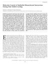 Molecular Control of Epithelial-Mesenchymal Interactions During Hair Follicle Cycling