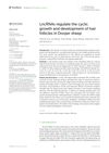 LncRNAs Regulate the Cyclic Growth and Development of Hair Follicles in Dorper Sheep
