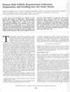 Human Hair Follicle Regeneration Following Amputation and Grafting into the Nude Mouse