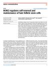 ROR2 Regulates Self-Renewal and Maintenance of Hair Follicle Stem Cells