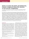 Markers to Evaluate the Quality and Self-Renewing Potential of Engineered Human Skin Substitutes In Vitro and After Transplantation