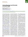 Linking Morphogen and Chromatin in the Hair Follicle