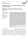 Establishment of an In Vitro Organoid Model of Dermal Papilla of Human Hair Follicle