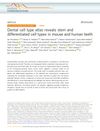 Dental Cell Type Atlas Reveals Stem and Differentiated Cell Types in Mouse and Human Teeth