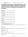 Transplanted Hair Follicle Mesenchymal Stem Cells Alleviated Small Intestinal Ischemia–Reperfusion Injury via Intrinsic and Paracrine Mechanisms in a Rat Model