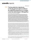 Tracing Selection Signatures in the Pig Genome Provides Evidence for Selective Pressures on a Unique Curly Hair Phenotype in Mangalitza