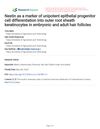 Nestin as a Marker of Unipotent Epithelial Progenitor Cell Differentiation into Outer Root Sheath Keratinocytes in Embryonic and Adult Hair Follicles