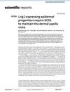 Lrig1-Expressing Epidermal Progenitors Require SCD1 to Maintain the Dermal Papilla Niche