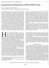 Organization and Expression of Hair Follicle Genes