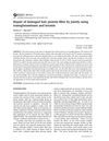 Repair of Damaged Hair Protein Fiber by Jointly Using Transglutaminase and Keratin