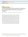 Polarity Signaling Ensures Epidermal Homeostasis by Coupling Cellular Mechanics and Genomic Integrity
