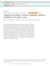 Targeted Two-Photon Chemical Apoptotic Ablation of Defined Cell Types In Vivo
