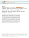 Defining Stem Cell Dynamics and Migration During Wound Healing in Mouse Skin Epidermis