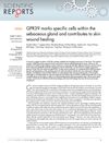 GPR39 Marks Specific Cells Within the Sebaceous Gland and Contributes to Skin Wound Healing