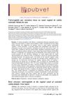 Vulvovaginitis Due to Bone Structure in the Vaginal Canal of a Spayed Dog: Case Report