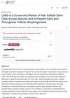 LGR5 Is a Conserved Marker of Hair Follicle Stem Cells Across Species and Is Present Early and Throughout Follicle Morphogenesis