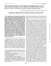 The Proximal Promoter of the Human Transglutaminase 3 Gene